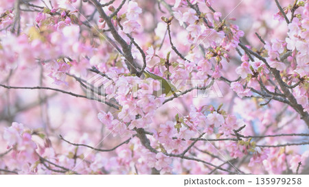 A Japanese white-eye descends on the Kawazu cherry blossoms - Osaki Park, Zushi in early spring 135979258