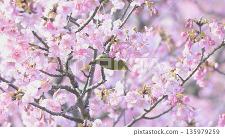A Japanese white-eye descends on the Kawazu cherry blossoms - Osaki Park, Zushi in early spring A Japanese white-eye descends on the Kawazu cherry blossoms - Osaki Park, Zushi in early spring 135979259