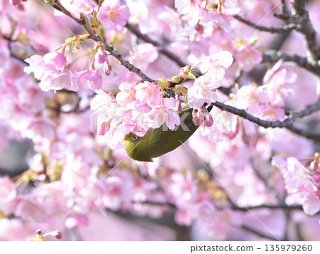 A Japanese white-eye descends on the Kawazu cherry blossoms - Osaki Park, Zushi in early spring A Japanese white-eye descends on the Kawazu cherry blossoms - Osaki Park, Zushi in early spring 135979260