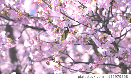 早春時節,一隻繡眼鳥落在河津櫻花樹上-逗子市大崎公園 早春時節,一隻繡眼鳥落在河津櫻花樹上-逗子市大崎公園 135979268