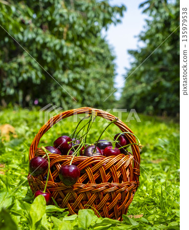 Ripe cherries overflow from a woven basket set in a vibrant orchard. The green foliage and the vivid red cherries create a striking contrast, highlighting the harvest's abundance Ripe cherries overflow from a woven basket set in a vibrant orchard. The green foliage and the vivid red cherries create a striking contrast, highlighting the harvest's abundance 135979538