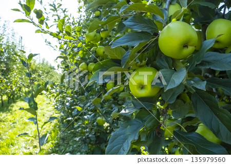 Lush apple orchard filled with vibrant green apples ripening on branches. Sunlight filters through leaves, creating a serene rural scene. Perfect for concepts of agriculture and harvest Lush apple orchard filled with vibrant green apples ripening on branches. Sunlight filters through leaves, creating a serene rural scene. Perfect for concepts of agriculture and harvest 135979560