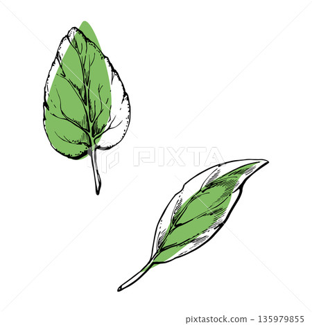 Peppermint, oregano herb, basil single leaves with hand drawn ink texture and vector color. Herbal garnish element for drink menus, spa labels, natural cosmetic packaging, vegan healthy recipe cards 135979855