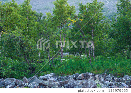 trees and rocks in the mountains in Urals trees and rocks in the mountains in Urals 135979965