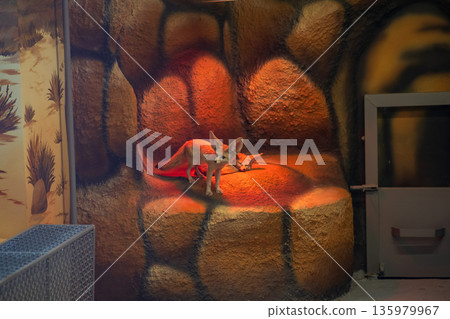 desert foxes bask under an infrared lamp in their zoo enclosure. desert foxes bask under an infrared lamp in their zoo enclosure. 135979967
