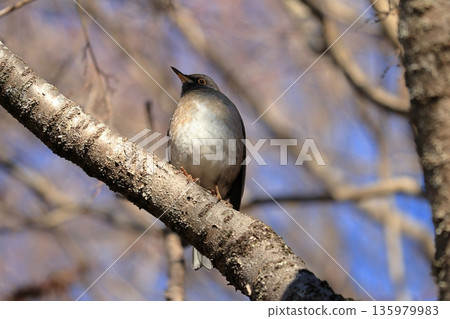 一隻野生的鳥兒,白喉麻雀,棲息在樹枝上。 一隻野生的鳥兒,白喉麻雀,棲息在樹枝上。 135979983