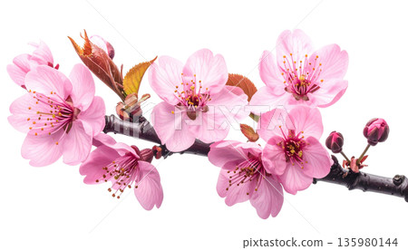 A close-up macro shot of a branch of blooming white cherry blossoms, with delicate petals and buds against a white background. 135980144