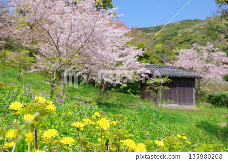 兵庫縣南川市廣田梅林公園的櫻花盛開 135980208