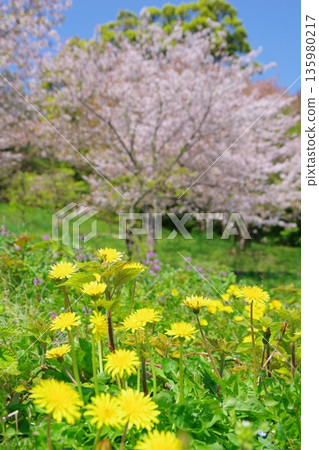 兵庫縣南川市廣田梅林公園的櫻花盛開 兵庫縣南川市廣田梅林公園的櫻花盛開 135980217