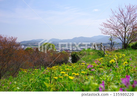 Cherry blossoms bloom at Hirota Plum Grove Park in Minamiawaji City, Hyogo Prefecture 135980220