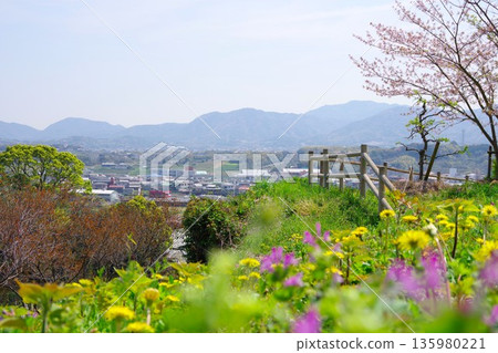 兵庫縣南川市廣田梅林公園的櫻花盛開 135980221