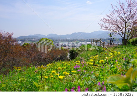 兵庫縣南川市廣田梅林公園的櫻花盛開 135980222