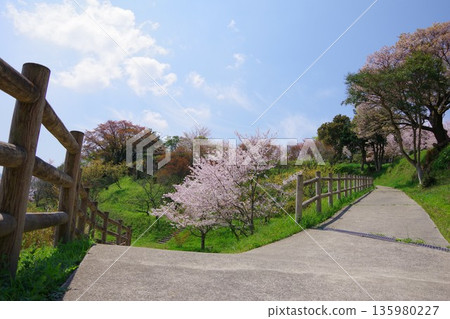 兵庫縣南川市廣田梅林公園的櫻花盛開 135980227