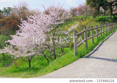 兵庫縣南川市廣田梅林公園的櫻花盛開 135980228