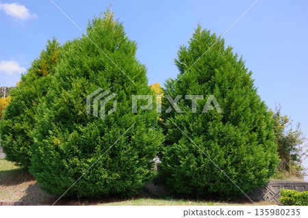Leylandii Leylandii 135980235