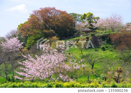 Cherry blossoms bloom at Hirota Plum Grove Park in Minamiawaji City, Hyogo Prefecture Cherry blossoms bloom at Hirota Plum Grove Park in Minamiawaji City, Hyogo Prefecture 135980236