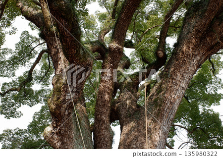 Camphor tree at Gon Shrine, Hiroshima Prefecture Camphor tree at Gon Shrine, Hiroshima Prefecture 135980322
