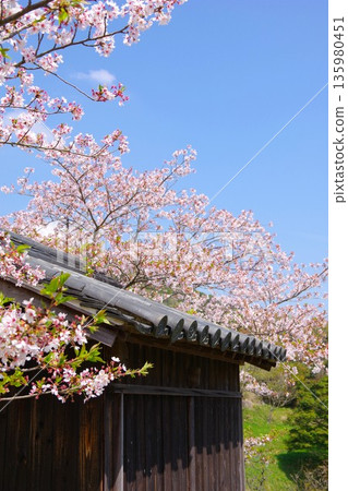 Cherry blossoms and Japanese houses Cherry blossoms and Japanese houses 135980451