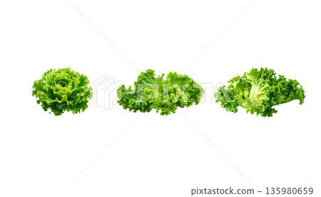 Fresh green organic lettuce leaves are placed on a white background. Fresh green organic lettuce leaves are placed on a white background. 135980659
