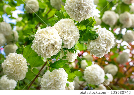 Viburnum opulus roseum, snowball viburnum is a large deciduous shrub bending under the weight of its pure white ball-shaped flowers Viburnum opulus roseum, snowball viburnum is a large deciduous shrub bending under the weight of its pure white ball-shaped flowers 135980743