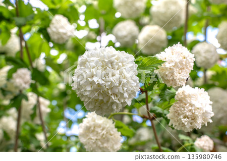 Viburnum opulus roseum, snowball viburnum is a large deciduous shrub bending under the weight of its pure white ball-shaped flowers 135980746