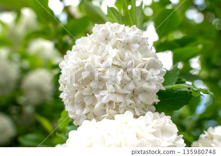 Viburnum opulus roseum, snowball viburnum is a large deciduous shrub bending under the weight of its pure white ball-shaped flowers Viburnum opulus roseum, snowball viburnum is a large deciduous shrub bending under the weight of its pure white ball-shaped flowers 135980748