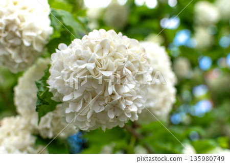 Viburnum opulus roseum, snowball viburnum is a large deciduous shrub bending under the weight of its pure white ball-shaped flowers Viburnum opulus roseum, snowball viburnum is a large deciduous shrub bending under the weight of its pure white ball-shaped flowers 135980749