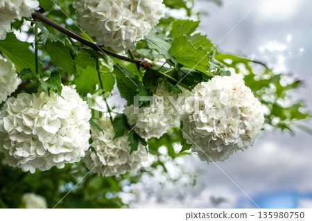 Viburnum opulus roseum, snowball viburnum is a large deciduous shrub bending under the weight of its pure white ball-shaped flowers Viburnum opulus roseum, snowball viburnum is a large deciduous shrub bending under the weight of its pure white ball-shaped flowers 135980750