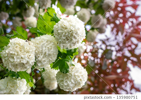 Viburnum opulus roseum, snowball viburnum is a large deciduous shrub bending under the weight of its pure white ball-shaped flowers Viburnum opulus roseum, snowball viburnum is a large deciduous shrub bending under the weight of its pure white ball-shaped flowers 135980751