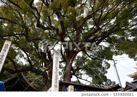 廣島縣權神社的樟樹 廣島縣權神社的樟樹 135980881