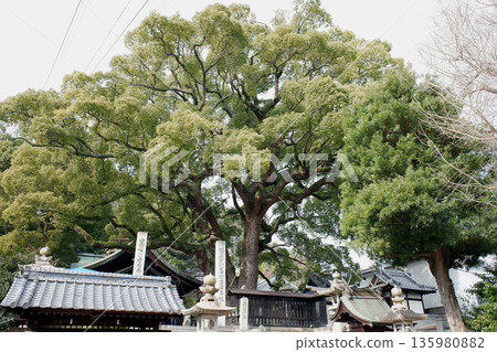 Camphor tree at Gon Shrine, Hiroshima Prefecture Camphor tree at Gon Shrine, Hiroshima Prefecture 135980882