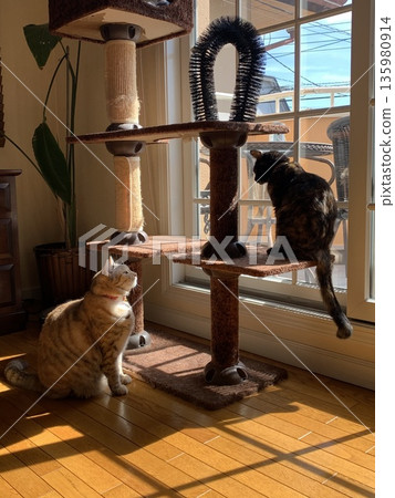 Two cats looking at each other on a cat tower by the window Two cats looking at each other on a cat tower by the window 135980914