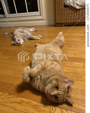 兩隻悠閒的室內貓的日常生活 135980975