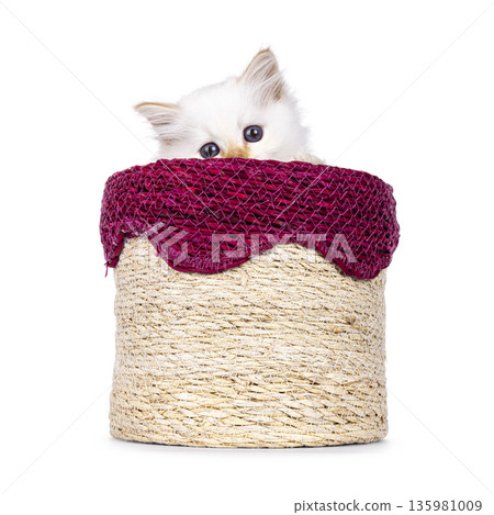 Fluffy kitten on white background Fluffy kitten on white background 135981009