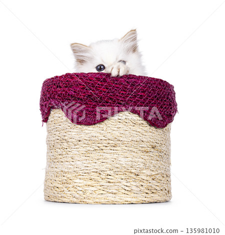 Fluffy kitten on white background 135981010