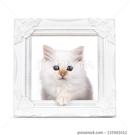 Fluffy kitten on white background Fluffy kitten on white background 135981012
