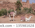 Animals in Ait Benhaddou @Morocco 135981028