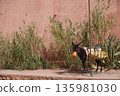 Animals in Ait Benhaddou @Morocco 135981030