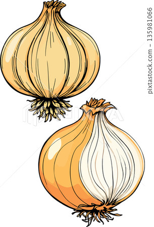Two onions showing roots and cut view on white background 135981066