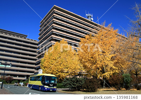 Kumamoto Prefectural Office: A view of the prefectural office building and yellow ginkgo leaves 135981168