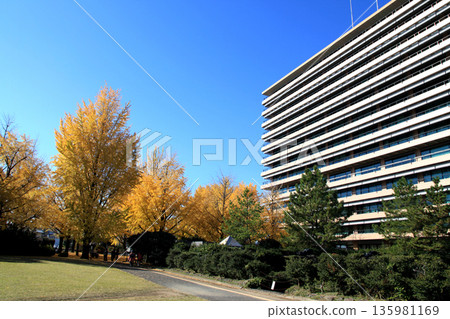 Kumamoto Prefectural Office: A view of the prefectural office building and yellow ginkgo leaves 135981169