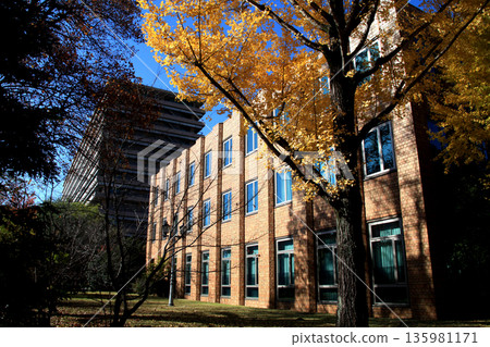 Kumamoto Prefectural Office: A view of the prefectural office building and yellow ginkgo leaves 135981171