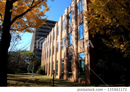 Kumamoto Prefectural Office: A view of the prefectural office building and yellow ginkgo leaves 135981172