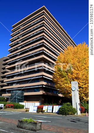 Kumamoto Prefectural Office: A view of the prefectural office building and yellow ginkgo leaves 135981174