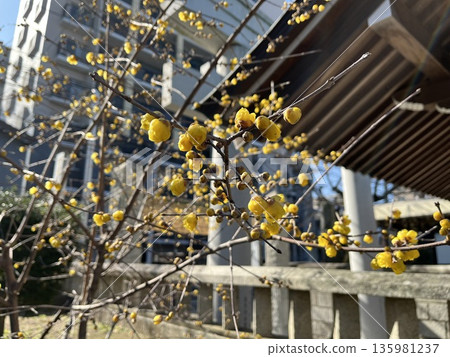 Wintersweet at Meinohama Sumiyoshi Shrine in Nishi Ward, Fukuoka City Wintersweet at Meinohama Sumiyoshi Shrine in Nishi Ward, Fukuoka City 135981237