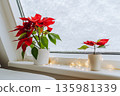 Christmas plant Christmas star, poinsettia window covered with snow 135981339