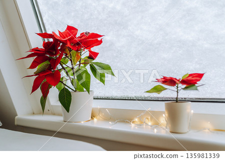 Christmas plant Christmas star, poinsettia window covered with snow Christmas plant Christmas star, poinsettia window covered with snow 135981339