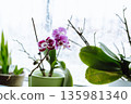 grow orchids at home 135981340