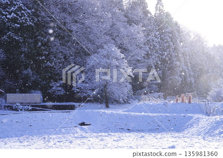 Snowy Morning Snowy Morning 135981360