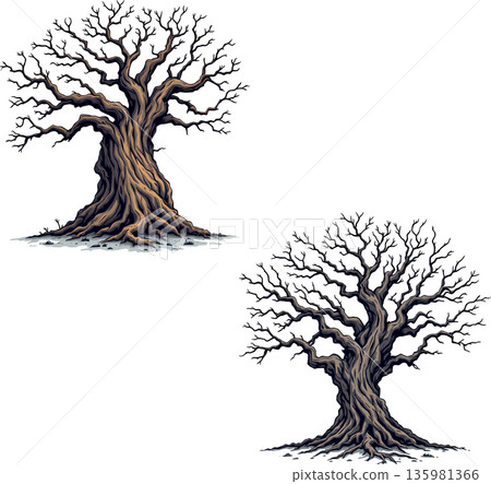 Two large bare trees standing on ground, showing their trunk and branches 135981366